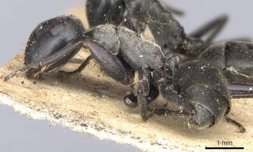Il fungo parassita delle formiche predilige le formiche Camponotus leonardi come specie ospiti.
