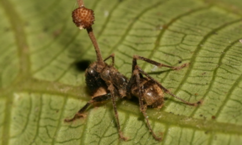 Lo sporoforo, del fungo parassita delle formiche, crescerà fino a che non uscirà dalla testa dell'insetto.