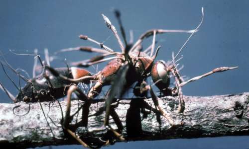 Il fungo parassita delle formiche farà fissare la formica grazie al suo morso.