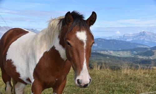 Mulo e bardotto possiedono entrambi alcune caratteristiche tipiche dei cavalli e degli asini. Il bardotto, al contrario del mulo, spesso è morfologicamente più simile al cavallo che non all'asino.