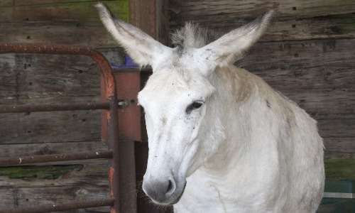 Mulo e bardotto sono animali che derivano da incroci fra asini e cavalli. Il mulo è sicuramente l'equino ibrido più celebre.