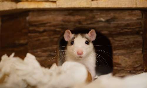 Esperimenti sui topi hanno dimostrato che l'ossitocina può legarsi ai recettori della vasopressina.