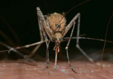 Virus del Nilo occidentale: la zanzara è il vettore per eccellenza.