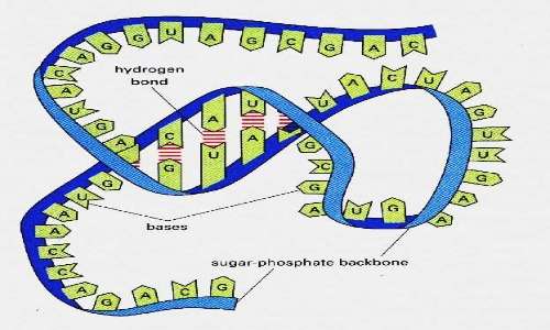 In figura abbiamo un filamento di RNA; è ciò che costituisce gli aptameri insieme a DNA e a peptidi artificiali.
