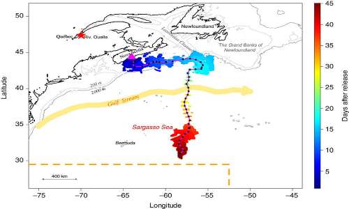 Migrazione anguilla è una particolare fase del suo ciclo vitale.