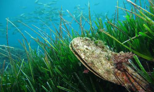 Pinna nobilis è un mollusco bivalve che vive nelle praterie di Posidonia oceanica.