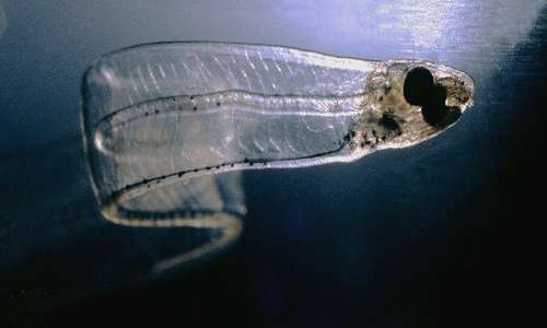 Migrazione anguilla ha uno stadio larvale dove l anguilla si chiama leptocefalo.