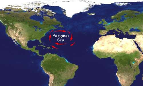 Migrazione anguilla è un misterioso viaggio verso il mar dei Sargassi.