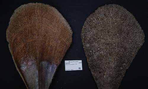 Pinna nobilis è un mollusco bivalve endemico del Mediterraneo.