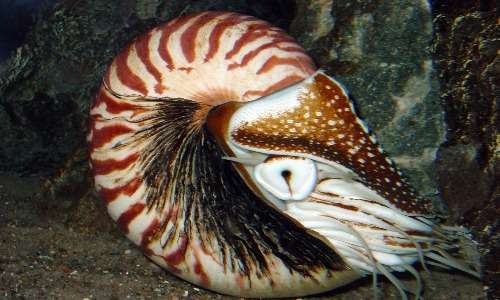 Il nautilus è un mollusco cefalopode tetrabranchiato.