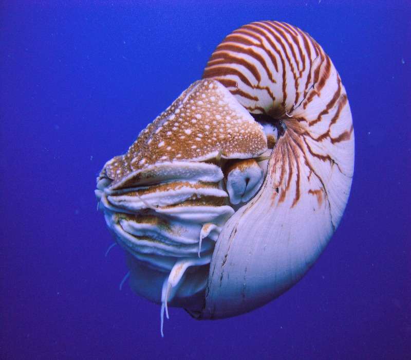 Il nautilus è un mollusco cefalopode tetrabranchiato.