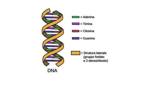 Estrazione DNA banana è facilmente praticabile non in laboratorio.