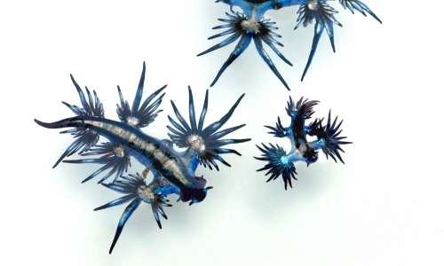 Il drago blu si ciba di cnidari ed è in grado di accumulare le nematocisti sul proprio corpo, utilizzandole come sistema difensivo.