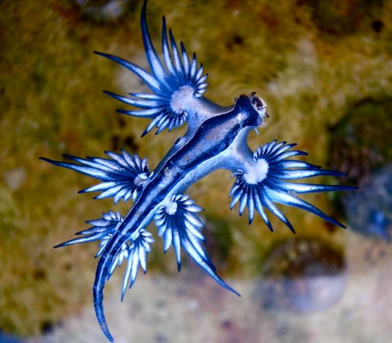 Il drago blu, del genere Glaucus, è un mollusco dalla colorazione particolare, proveniente dalle zone tropicali degli oceani Atlantico, Pacifico ed Indiano.