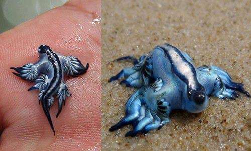 Il drago blu è un mollusco pelagico e, più nello specifico, un gasteropode.