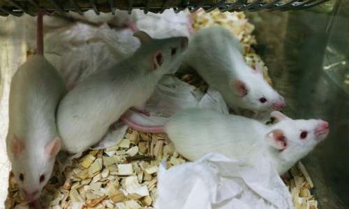 In uno studio condotto sui telomeri, un gruppo di ricerca ha provato a ringiovanire alcuni topi da laboratorio.