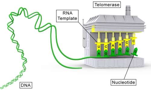 L'enzima telomerasi assicura l'integrità dei telomeri.