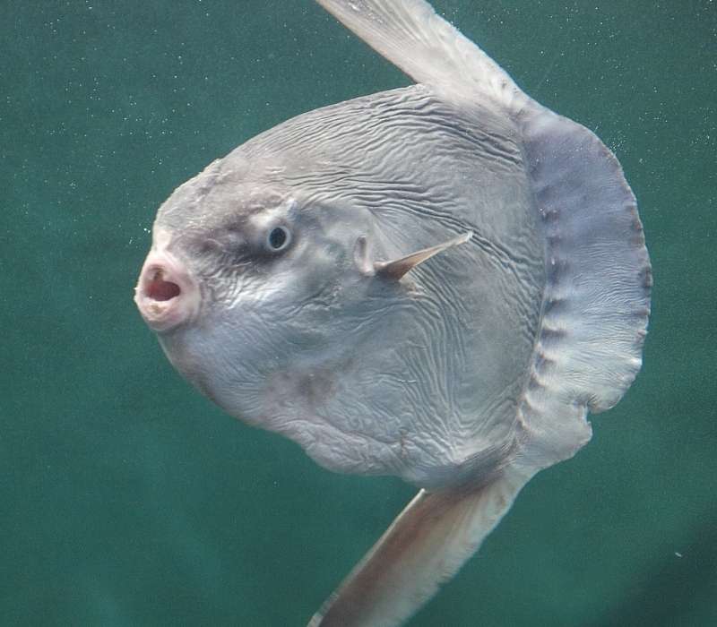Il pesce luna è il più strano animale marino.