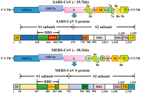 Il genoma di SARS e MERS, che hanno effettuato il salto di specie, presenta delle differenze.