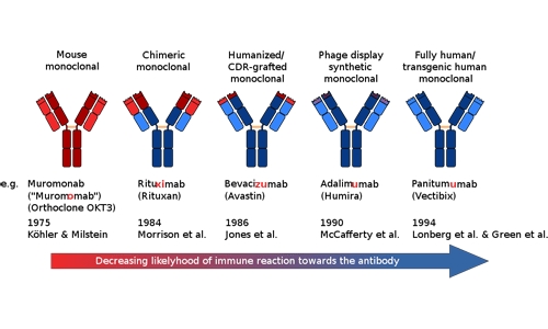Nomenclatura degli anticorpi monoclonali.