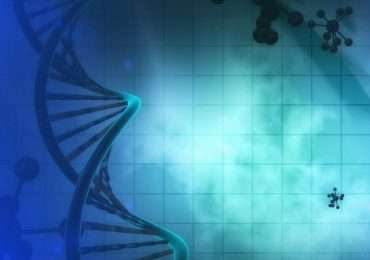 La telomerasi ha un ruolo fondamentale durante la duplicazione del DNA.