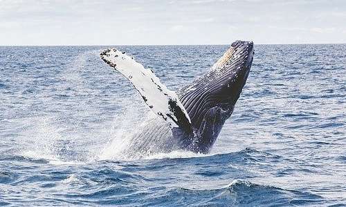 Il rumore subacqueo disturba soprattutto i cetacei.