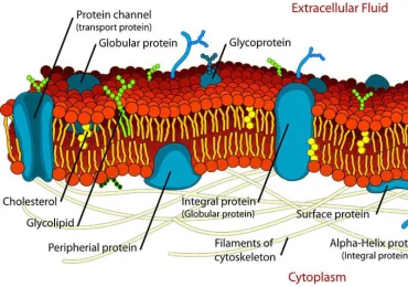 Trasporto attivo e passivo sono fondamentali nella cellula