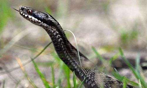 I serpenti velenosi in Italia non sono pericolosi per l'uomo.