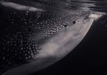 Lo squalo balena è il pesce più grande del mondo.