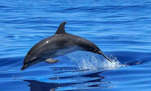 Ultrasuoni delfino