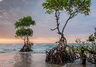 Le foreste di mangrovie sono un ecosistema importante anche per l'uomo.