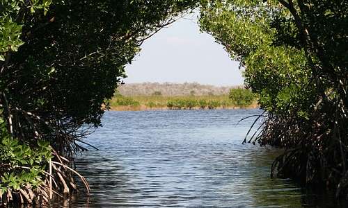 Le foreste di mangrovie offrono diversi servizi ecosistemici, tra cui la riduzione dell'effetto serra.