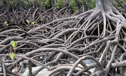 Le radici delle mangrovie sono fondamentali per la sopravvivenza di questi organismi.