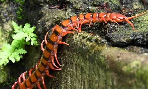 La specie più pericolosa per l'uomo, tra i miriapodi, è la Scolopendra gigantea: si trova in Sud America.