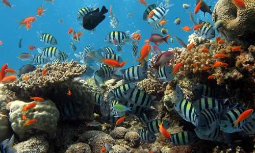 Gli cnidari, phylum in cui troviamo polipi e meduse, sono gli stessi organismi che contribuiscono a formare nel tempo le barriere coralline, paradisi di biodiversità.