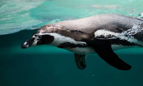 L'evoluzione convergente spiega perché pinguini o foche, uccelli e mammiferi, abbiano evoluto delle strutture così simili: le pinne.