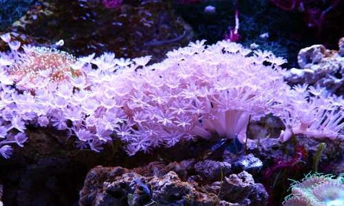 Gli ottocoralli sono una sottoclasse degli zoantari, ma fanno parte sempre dello stesso raggruppamento dove troviamo polipi e meduse, ovvero quello degli cnidari.