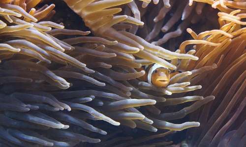 Polipi e meduse hanno diversi esempi di simbiosi, che non riguarda solo il caso delle anemoni di mare, ma anche quello dei coralli con le alghe zooxantelle.