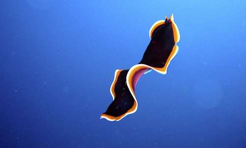 I platelminti sono vermi marini piatti dai colori spesso sgargianti, e con diverse analogie con i nemertini, nonostante siano organismi diversi.,