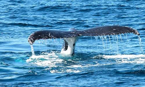 La balenottera azzurra è presente con diverse sottospecie: gli individui attaccati dalle orche sono probabilmente balenottere azzurre pigmee.