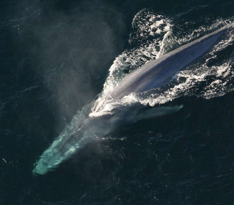 La balenottera azzurra è in grado di superare i 30 metri di lunghezza, ma non è l'animale più lungo del mondo.