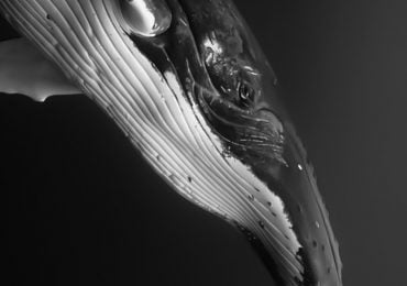 La megattera è un grande cetaceo diffuso in tutti gli oceani.