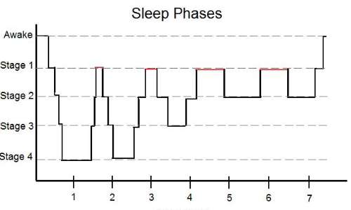 Durante la notte, si verificano circa quattro o cinque cicli di sonno NREM/REM.