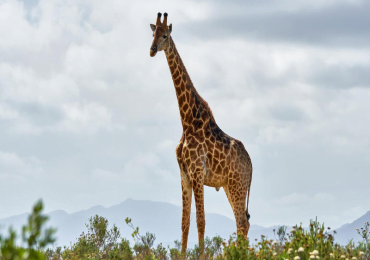 La giraffa è uno dei grandi mammiferi africani, assieme ad elefante, ippopotamo e rinoceronte.