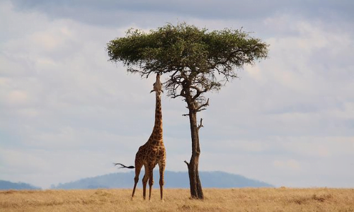 La giraffa difficilmente entra in competizione con altri erbivori per le stesse risorse.