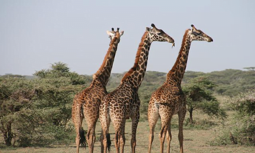 Mentre le femmine di giraffa tendono a formare piccoli gruppi, i maschi restano per lo più solitari tutta la vita.