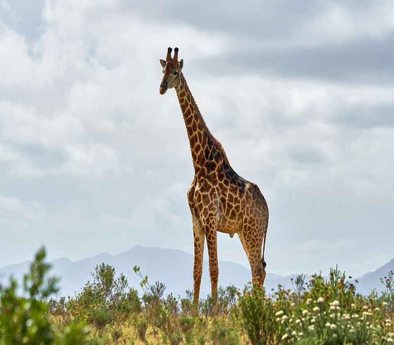 La giraffa è uno dei grandi mammiferi africani, assieme ad elefante, ippopotamo e rinoceronte.