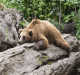 Il letargo è una strategia associata agli orsi, ma è usata da molte altre specie.