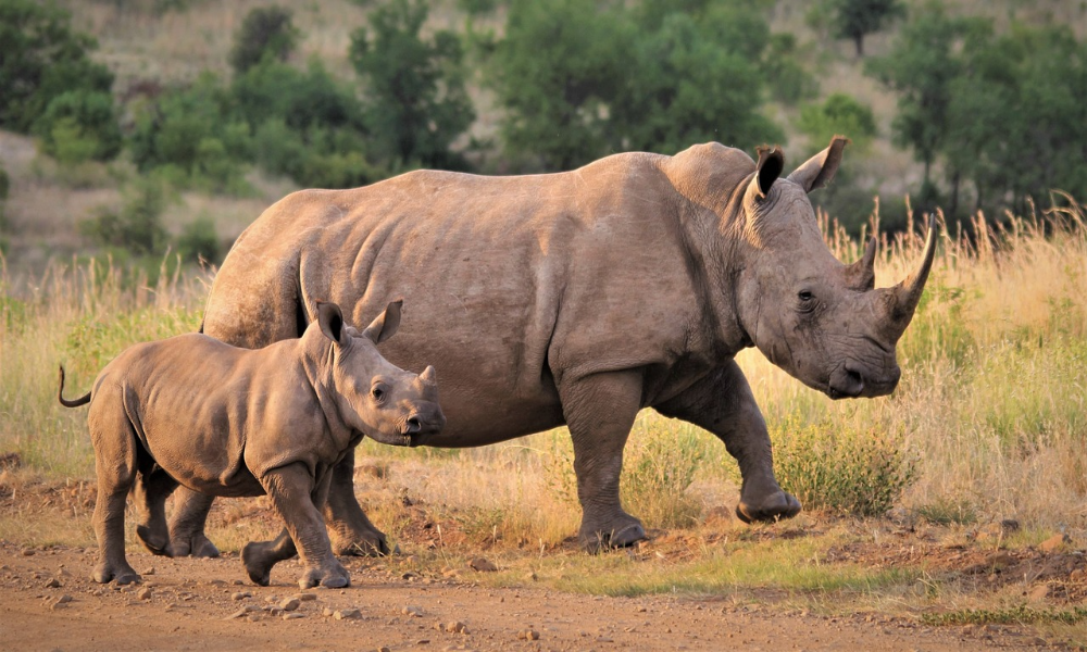 Oltre al rinoceronte bianco settentrionale, l'altra sottospecie di rinoceronte bianco è presente nella parte meridionale del continente africano.
