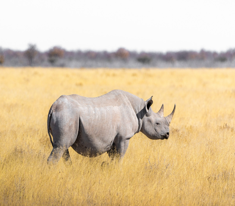 Il rinoceronte bianco settentrionale è una specie che in passato era diffusa in Africa centrale.